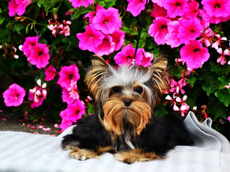 Pretty Girl Living the Dream